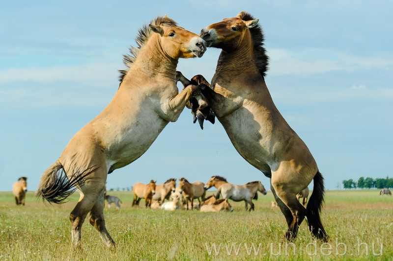 Đại học Debrecen tham gia chương trình nghiên cứu hành vi ngựa hoang dã